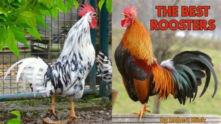 Are Frickers and roosters the same?