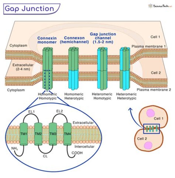 Are gap junctions selective?