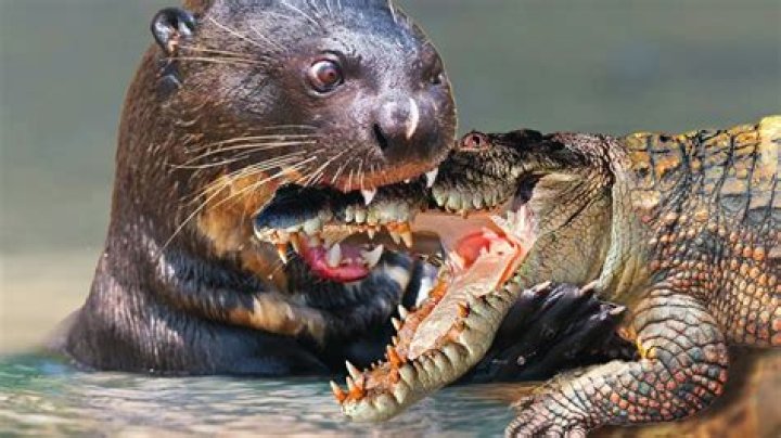 Are giant river otters dangerous?