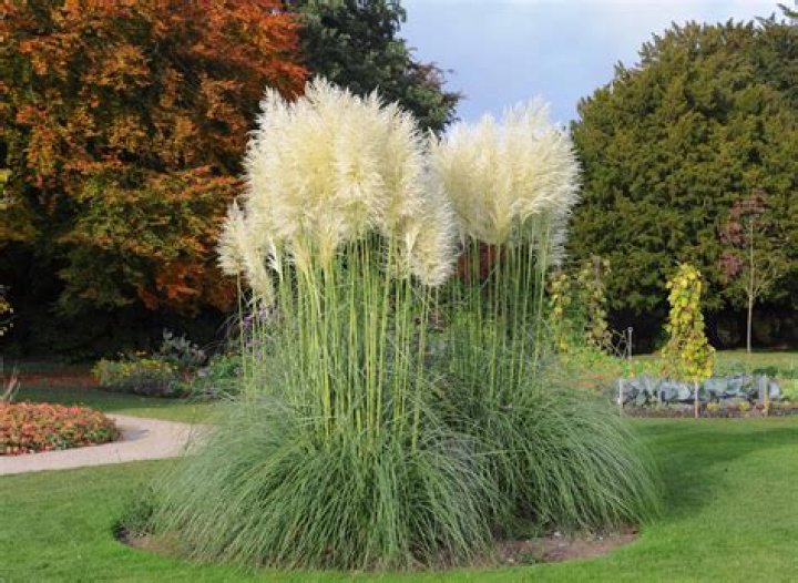 Are grasses perennial?