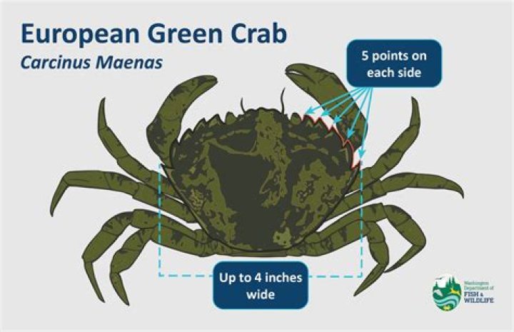 Are green crabs poisonous?