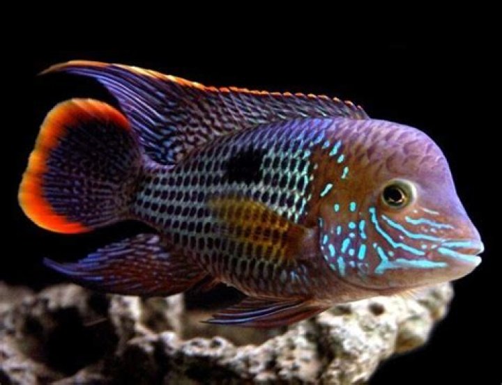 Are Green Terrors aggressive?