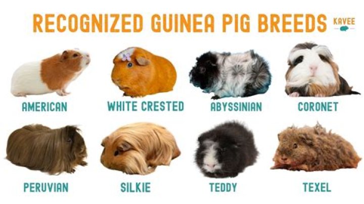 Are guinea pigs protective of their owners?