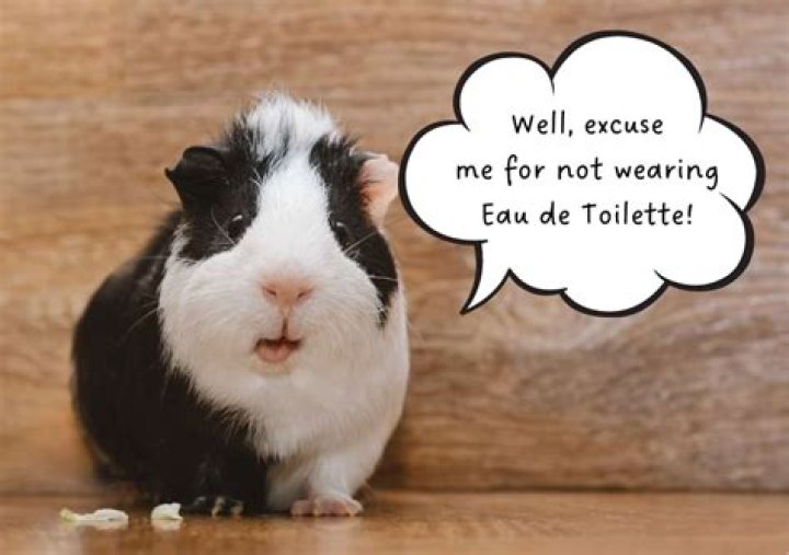 Are guinea pigs sensitive to smells?