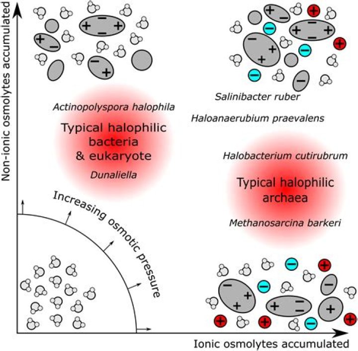 Are Halophiles unicellular?