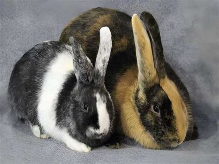 Are Harlequin rabbits friendly?