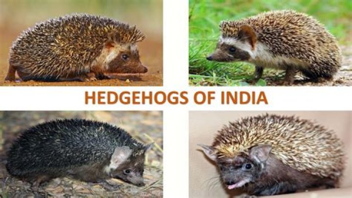 Are Hedgehogs found in India?