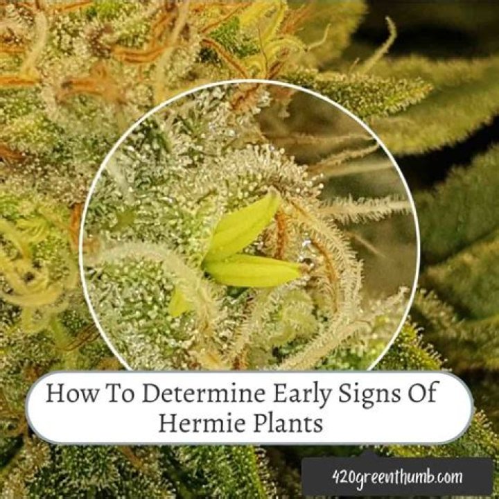Are Hermie plants less potent?