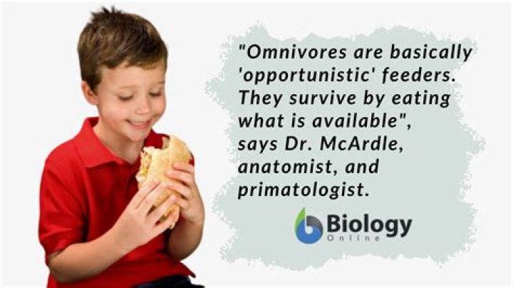 Are human beings omnivores?