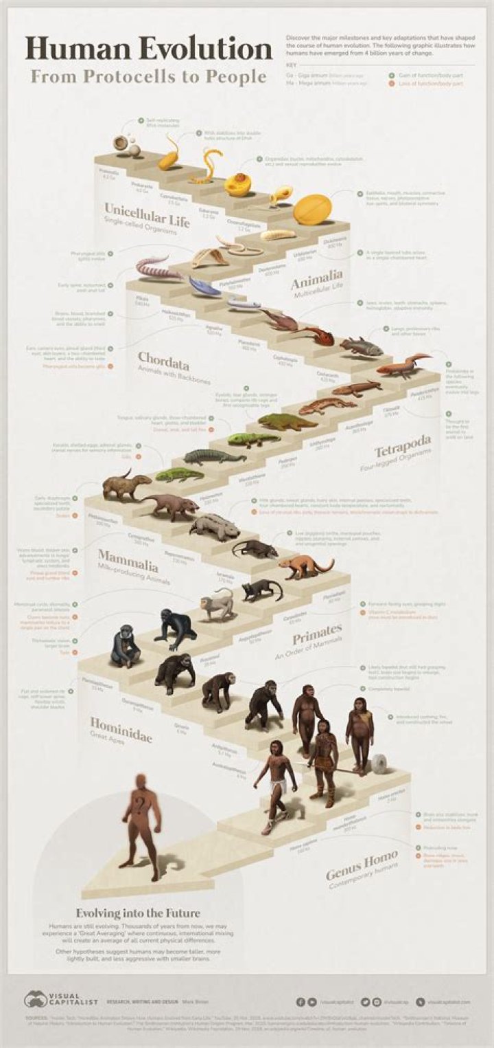 Are humans a hybrid species?