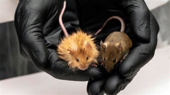 Are lab mice expensive?