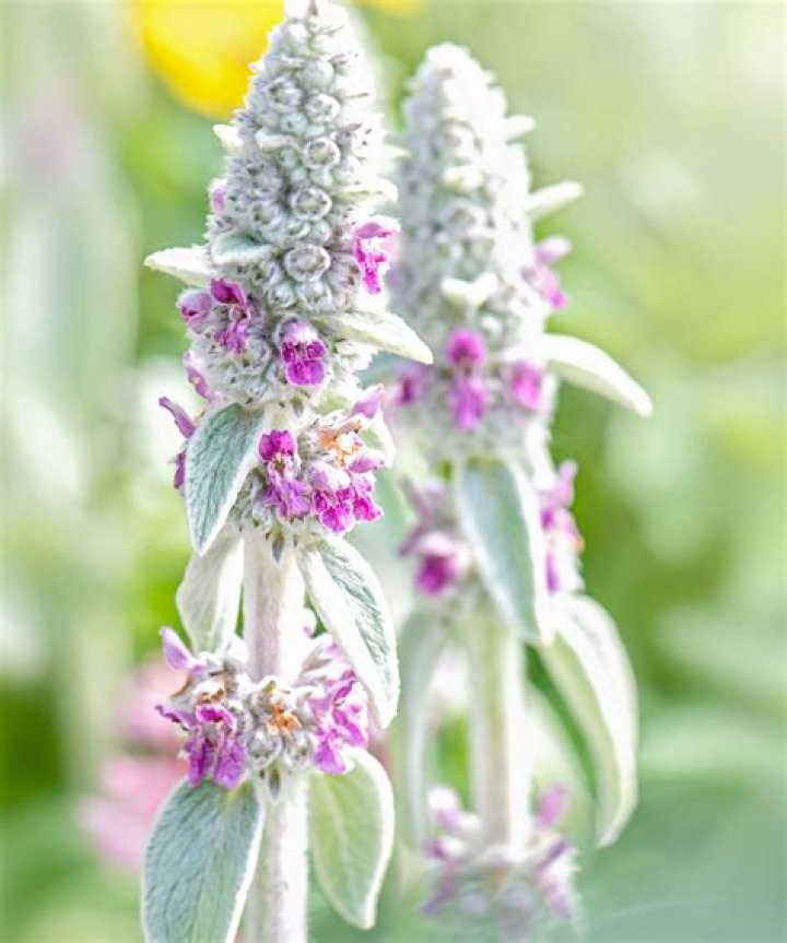 Are lamb's ears plants edible?