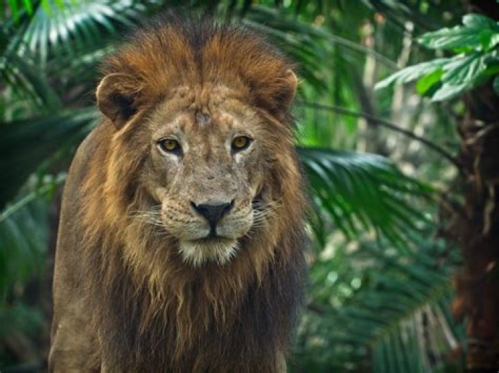 Are lions intelligent?
