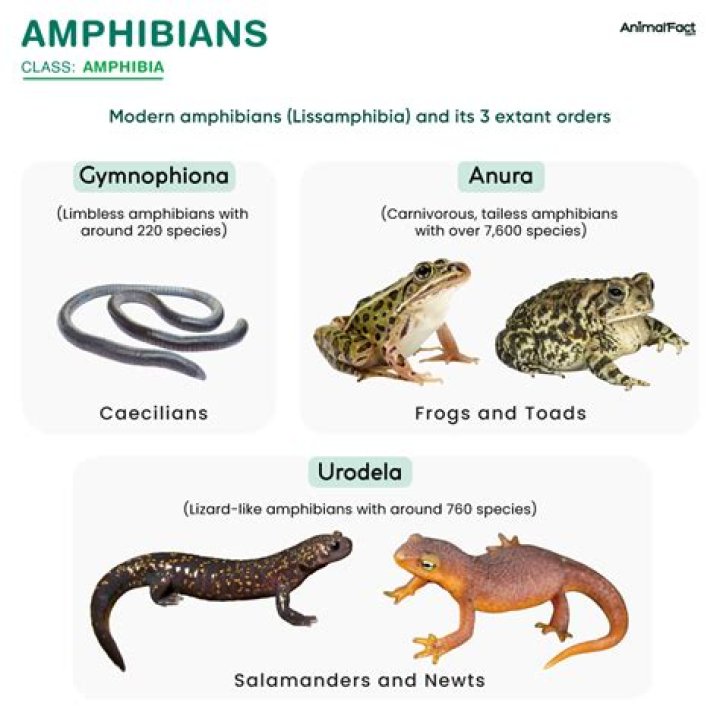 Are lizards amphibian?