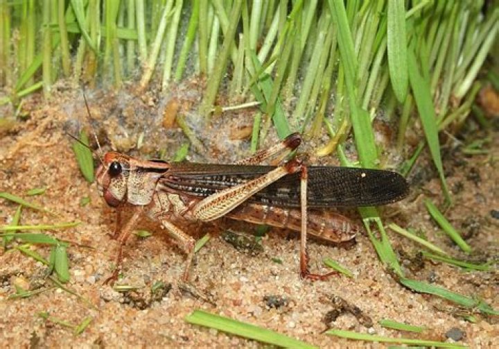 Are locusts winged insects?
