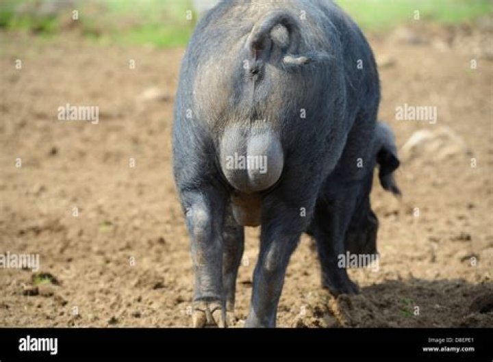 Are male pigs dangerous?