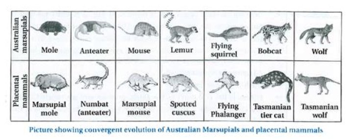 Are marsupials related to mammals?
