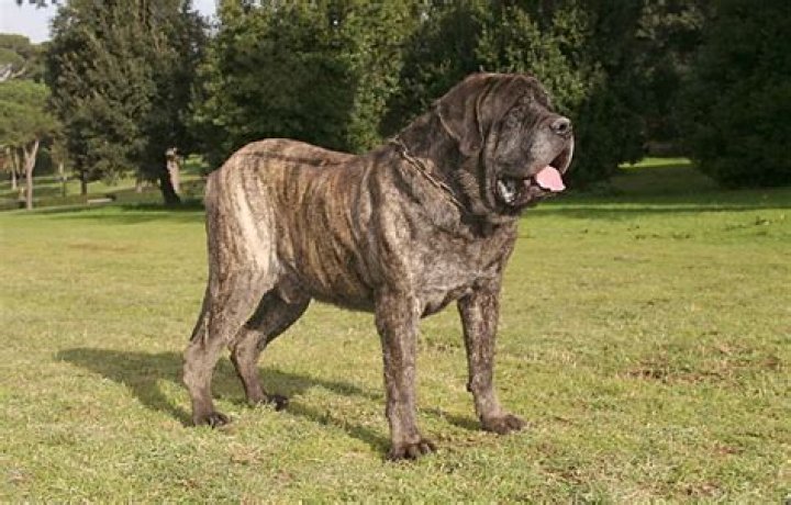 Are Mastiff guard dogs?