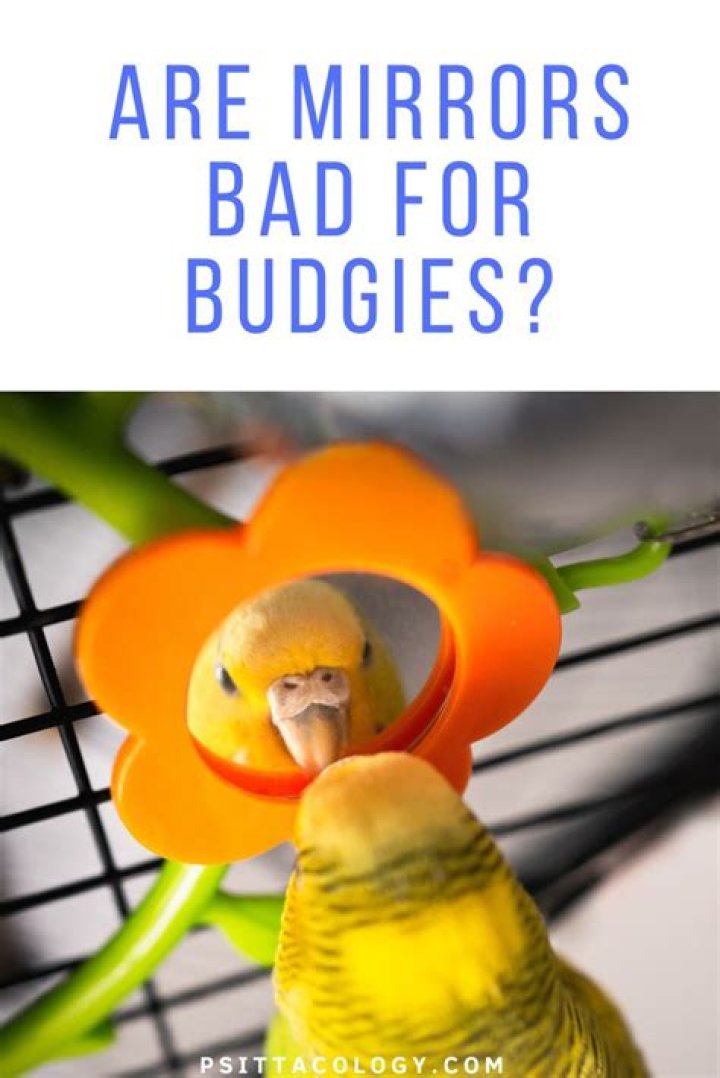 Are mirrors OK for budgies?