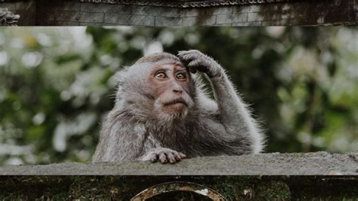 Are monkeys good luck?