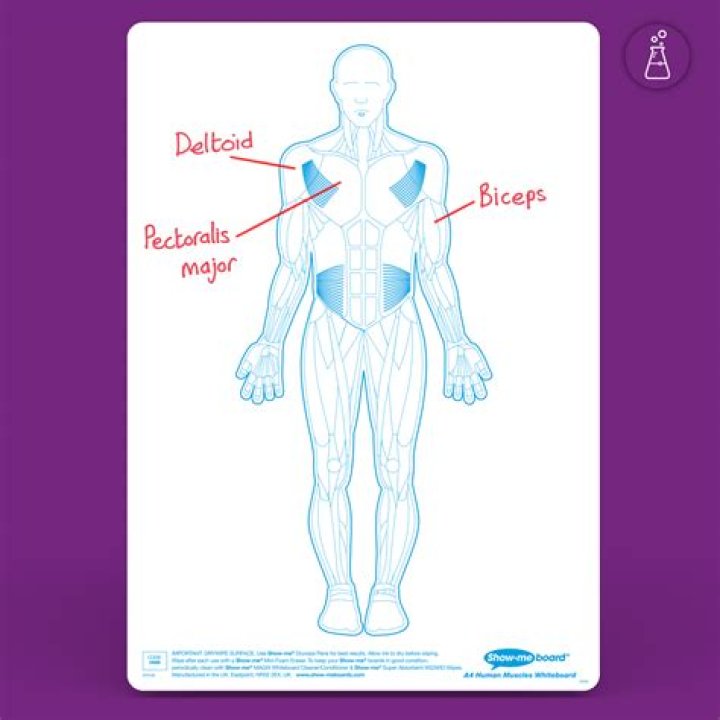 Are muscle boards any good?