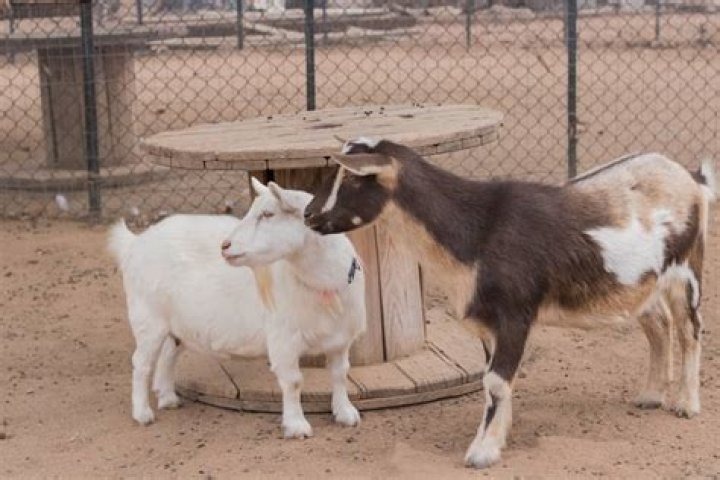 Are Nigerian dwarf goats polled?