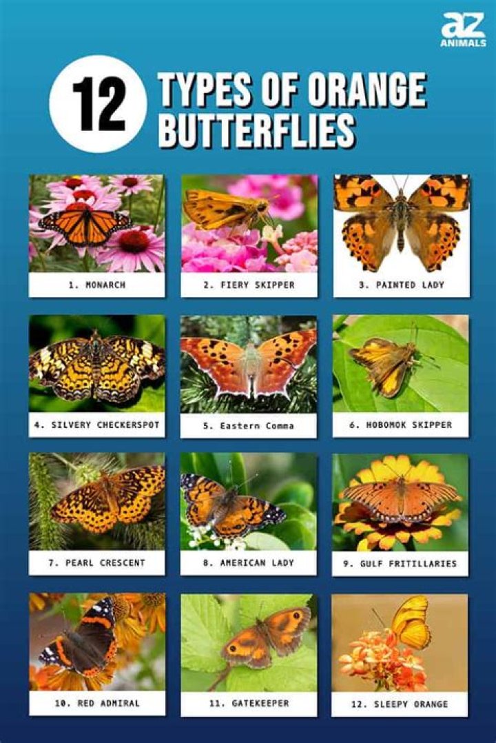 Are orange butterflies good luck?