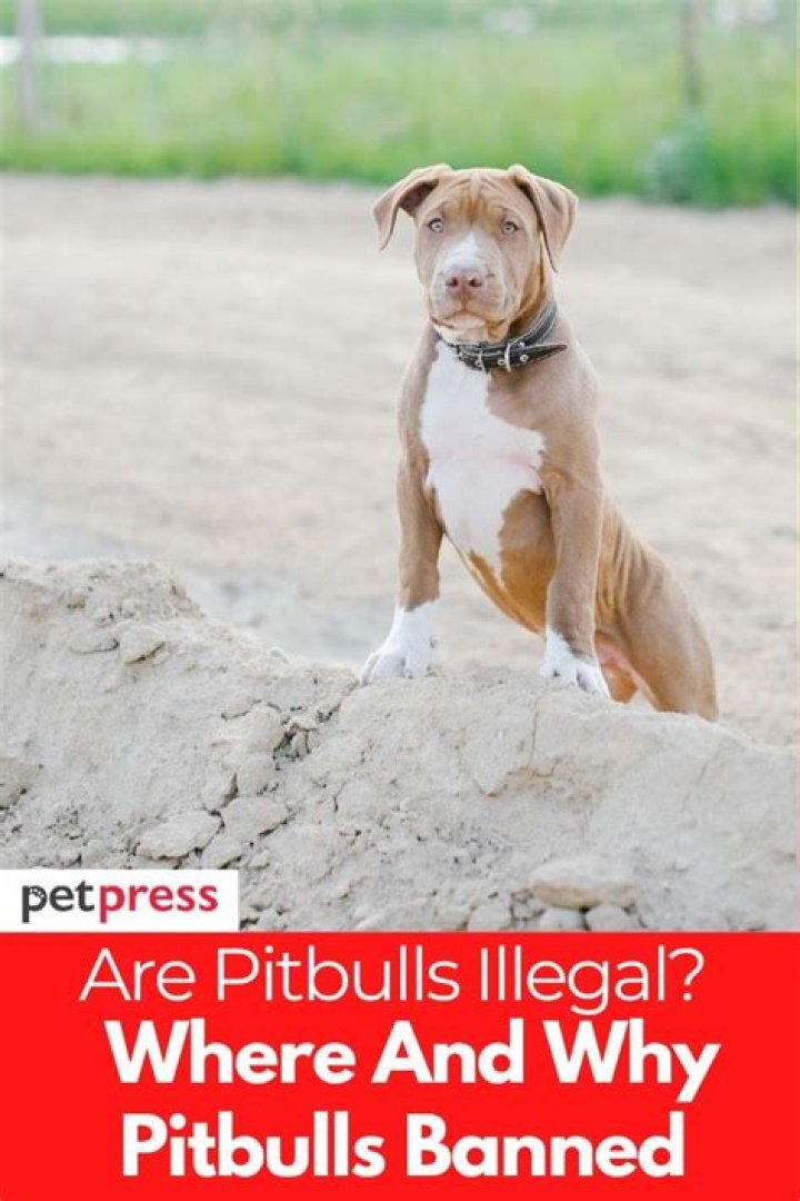 Are pitbulls illegal in Montreal?