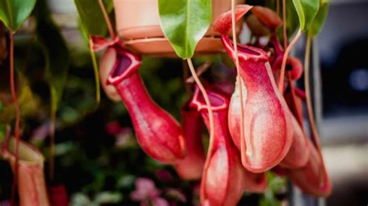 Are pitcher plants good for fruit flies?