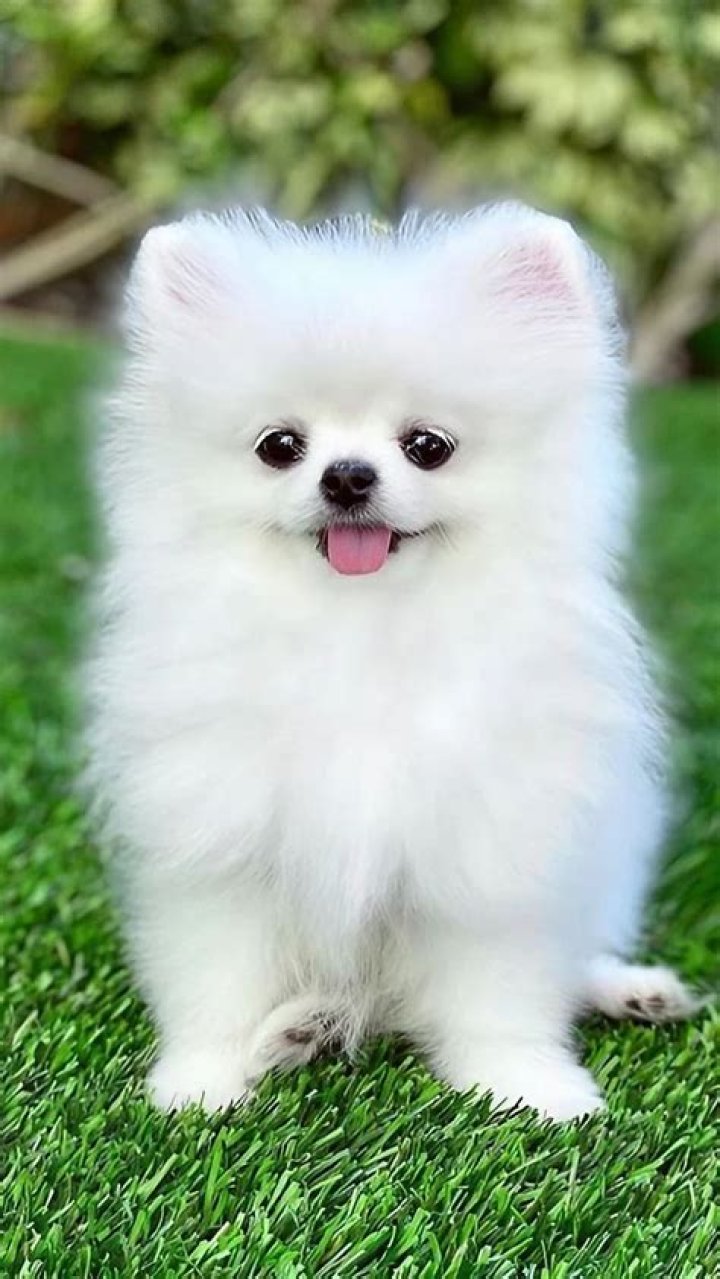 Are Pomeranians one of the cutest dogs in the world?