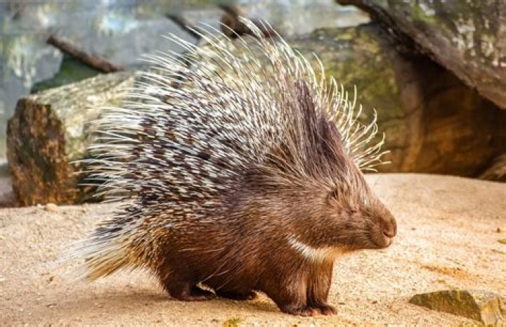 Are porcupines found in Australia?