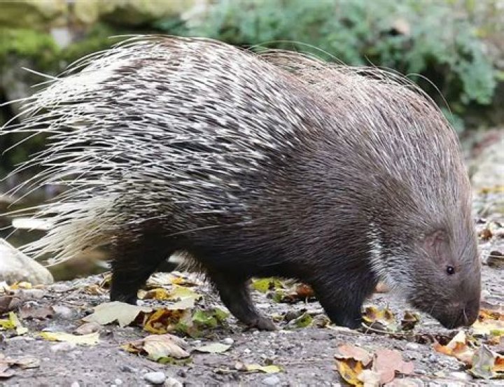 Are porcupines in Iowa?