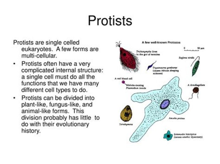 Are protists living?