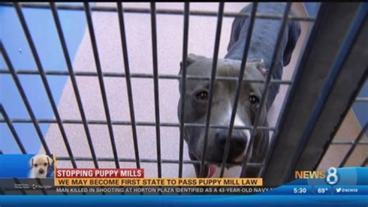 Are puppy mills illegal in California?