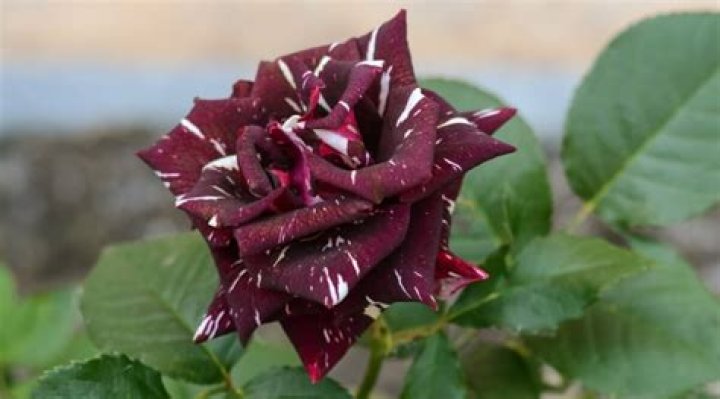 Are Purple Dragon Roses real?