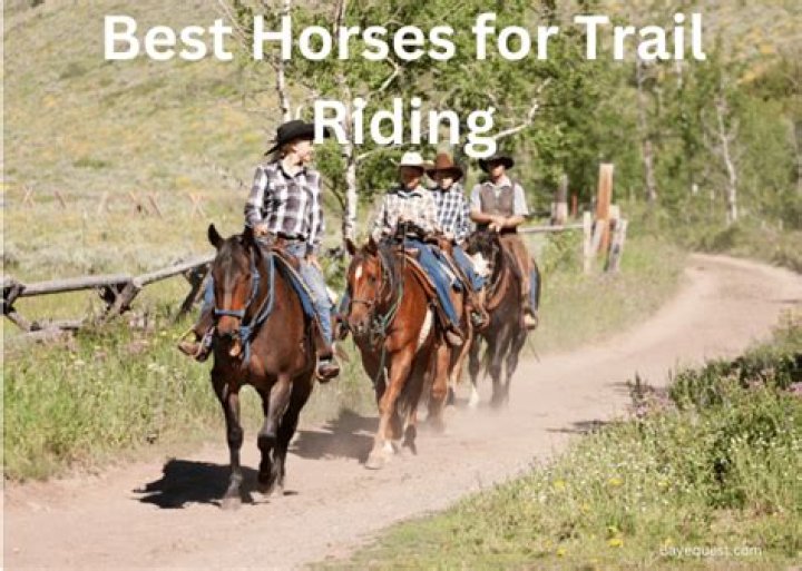 Are quarter horses good for trail riding?