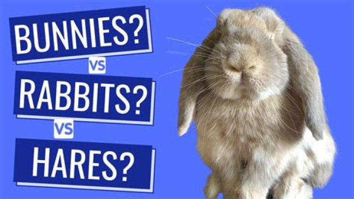 Are rabbits and bunnies the same?