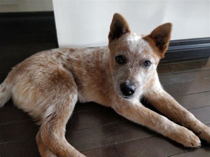 Are Red Heelers born white?