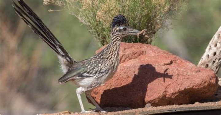 Are Roadrunners lucky?