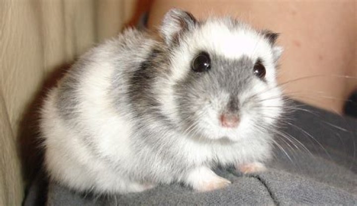 Are Russian Dwarf hamsters friendly to humans?