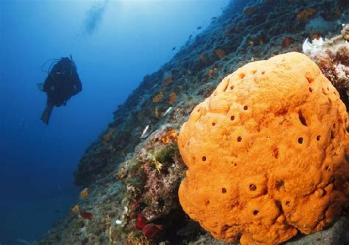 Are sea sponges endangered?