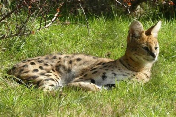 Are serval cats legal in Saskatchewan?