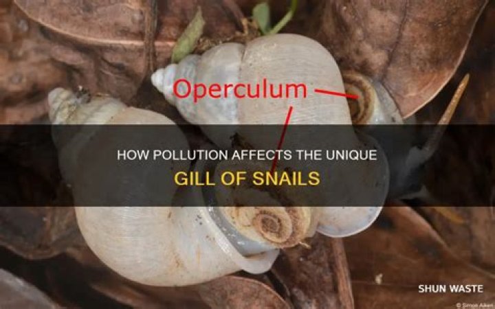 Are snails sensitive to pollution?