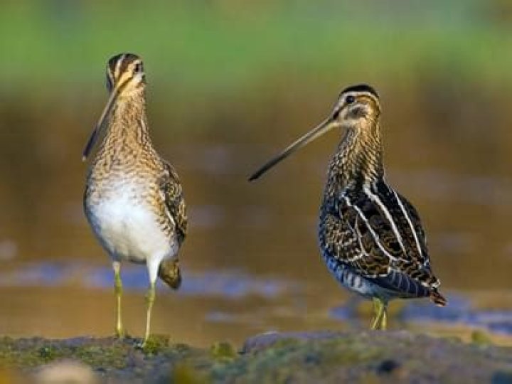 Are Snipes endangered?