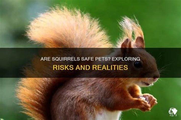 Are Squirrels safe?