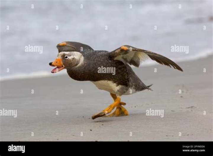 Are steamer ducks aggressive?