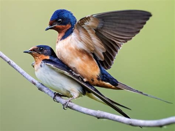 Are Swallows good birds?