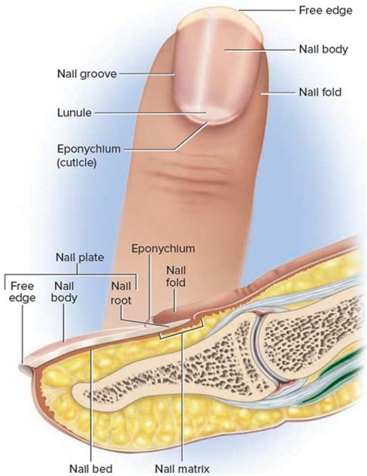 Are teeth like fingernails?