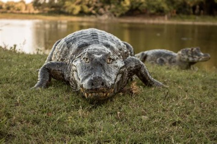 Are there alligators in Europe?