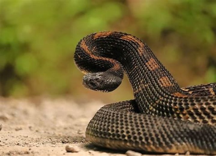 Are there alot of snakes in South Carolina?